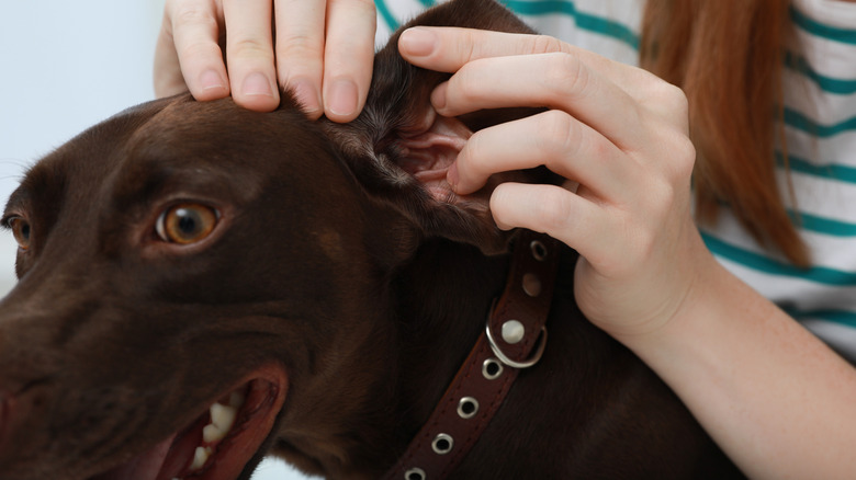 A woman checks her black Labrador retriever's ears