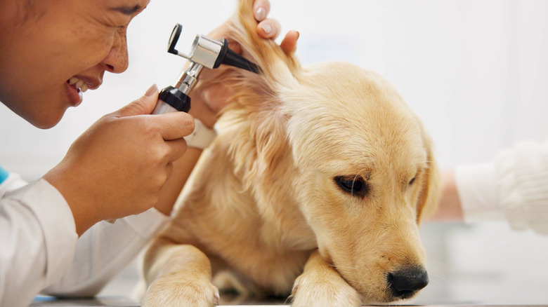 A vet looks inside the ear of a golden retriever