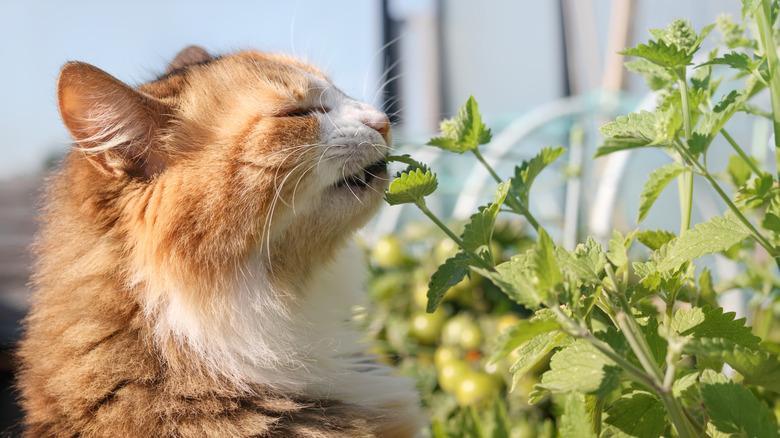 A cat smelling and nibbing on some catnip outside