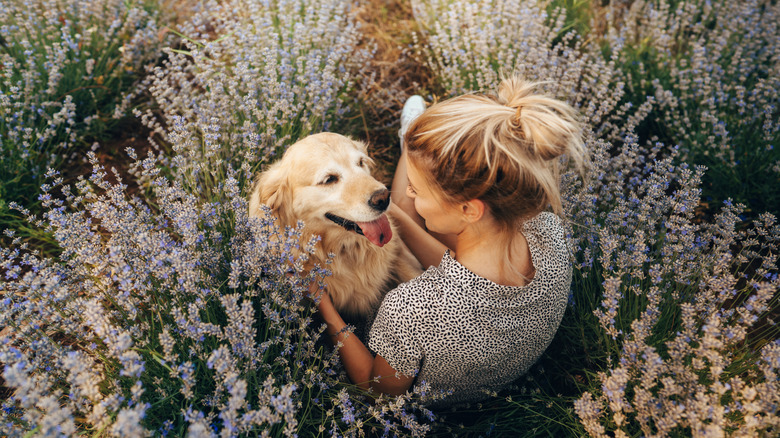 A woman sits with her golden retriever in a field of lavender