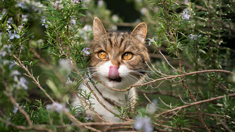 A cat licking its nose while inside a rosemary bush