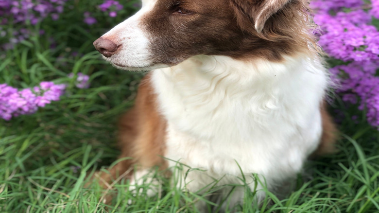 A border collie stands in front of a sage bush