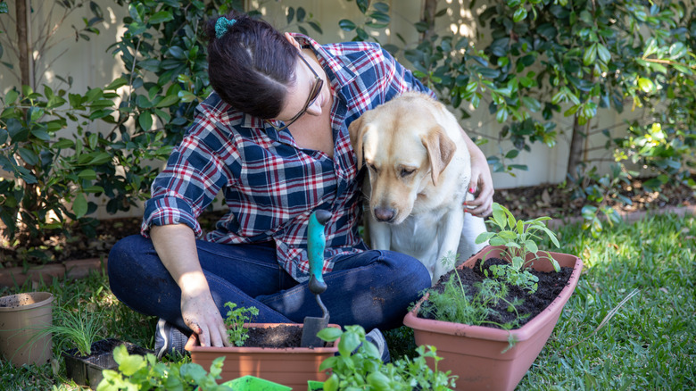 A woman sits in her garden planting alongside her Labrador retriever