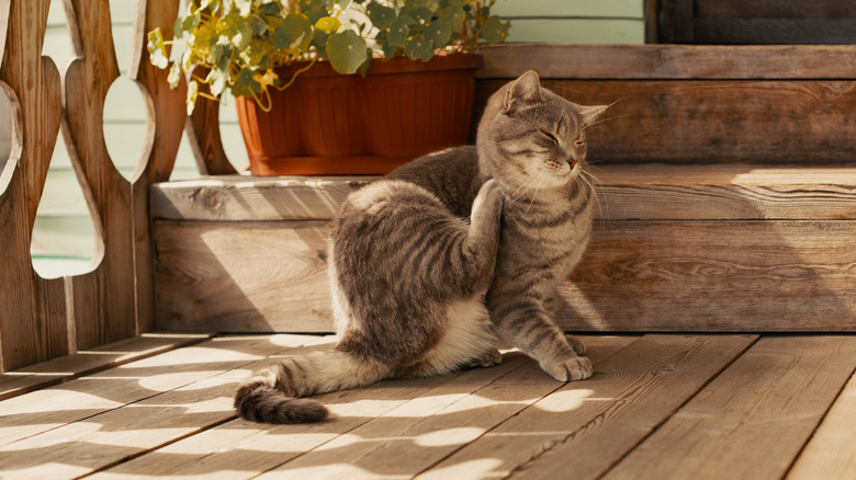 cat scratching their neck