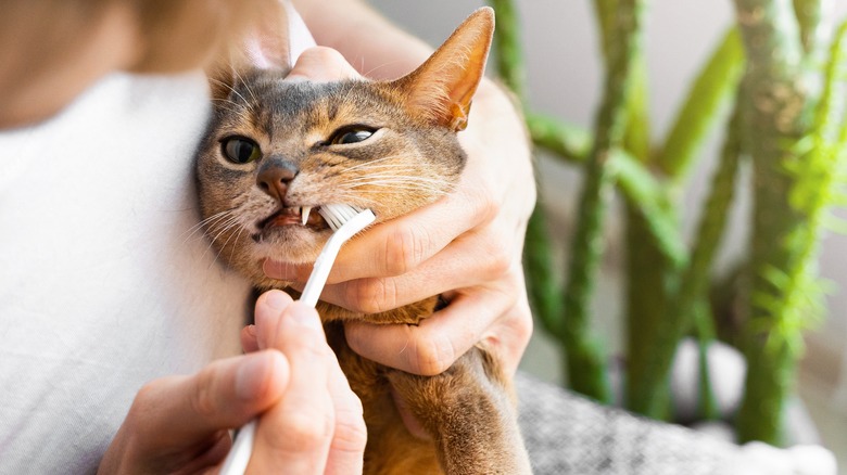 brushing cat's teeth with toothbrush