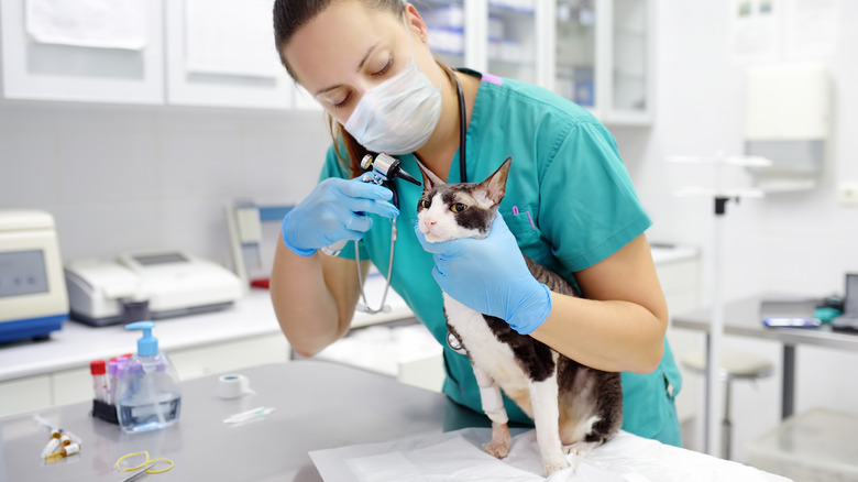 vet examining cat's ear