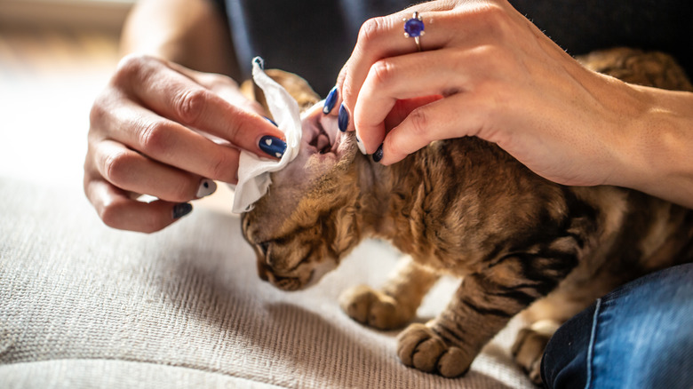 cleaning cat's ears with tissue