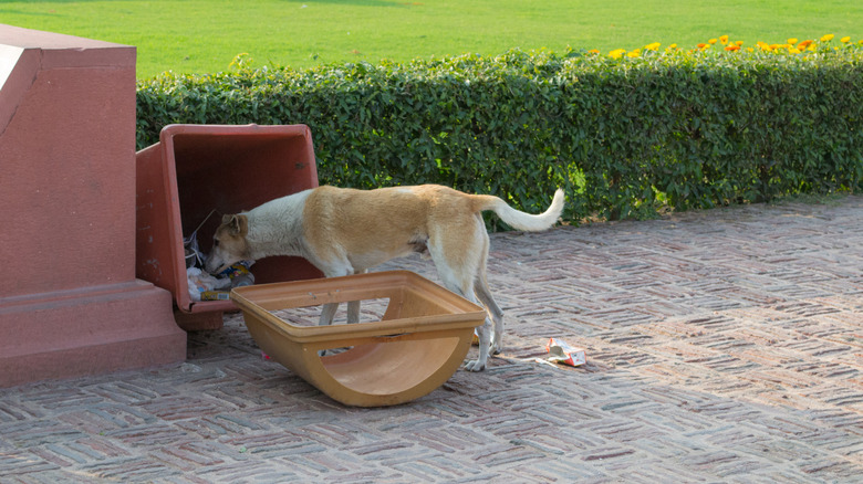 dog eating from the trash can