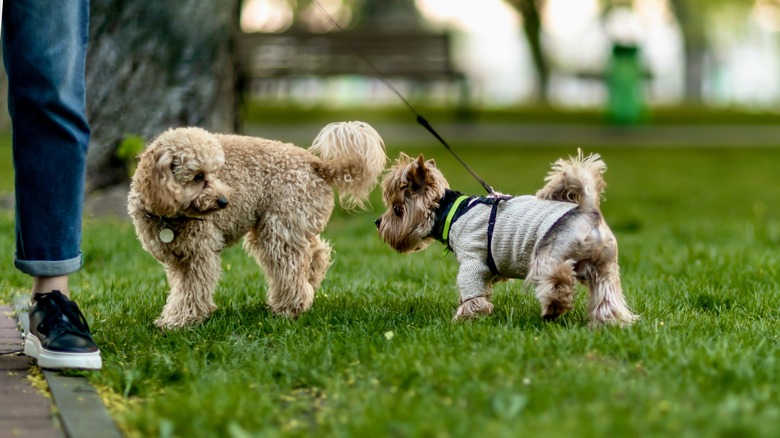 dogs sniffing each other's bottoms