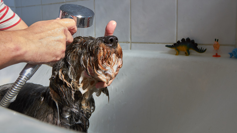 washing dog in bath