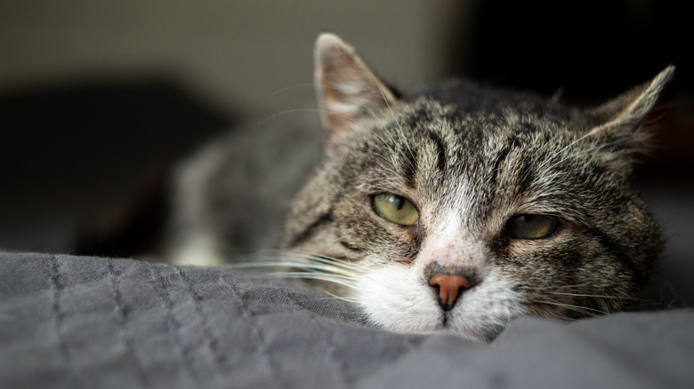 cat lying with head on blanket