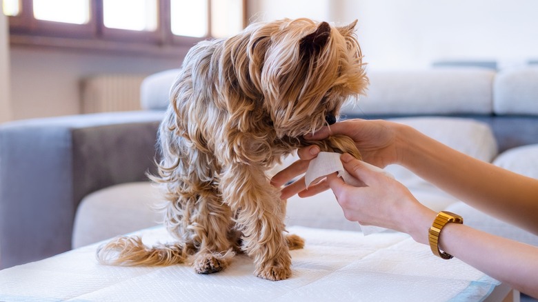 cleaning dog's paws with a pet wet wipe