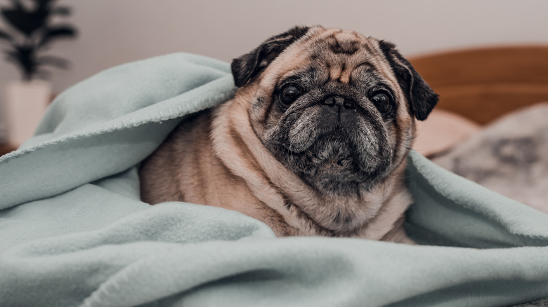 pug warm under a blue blanket