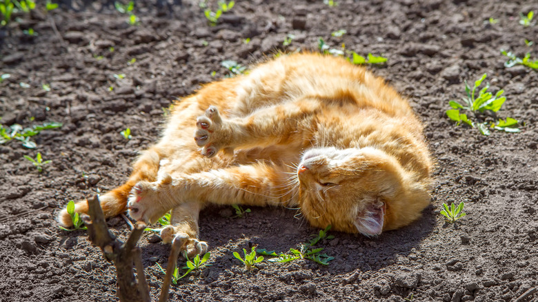 cat rolling in dirt