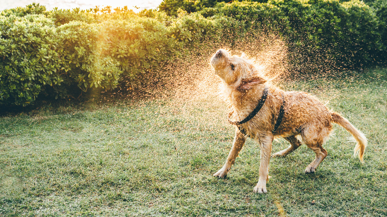 dog shaking off water