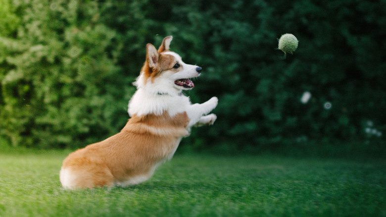 Corgi about to catch a tennis ball