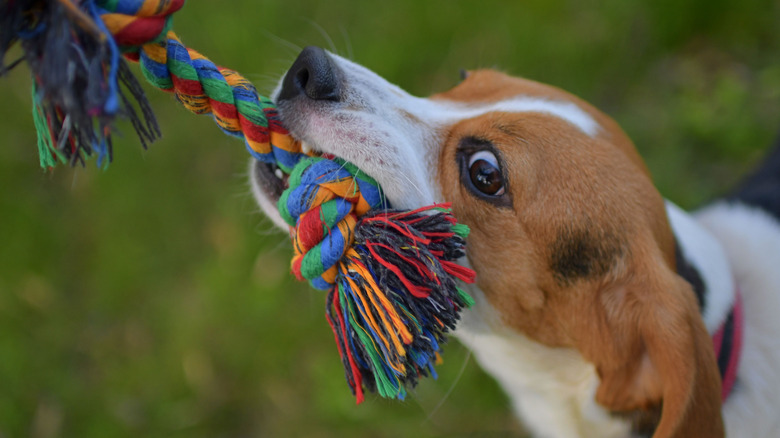 Beagle playing tug of war with rope toy