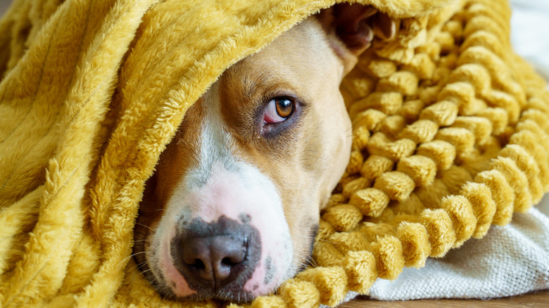 A Staffordshire terrier hiding underneath in a blanket