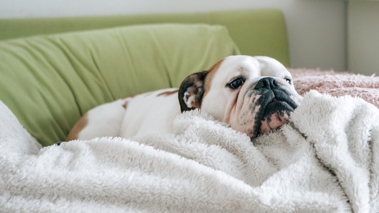 A sad looking bulldog resting surrounded by blankets