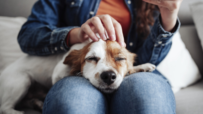 A happy dog getting their head pet by a woman on a couch