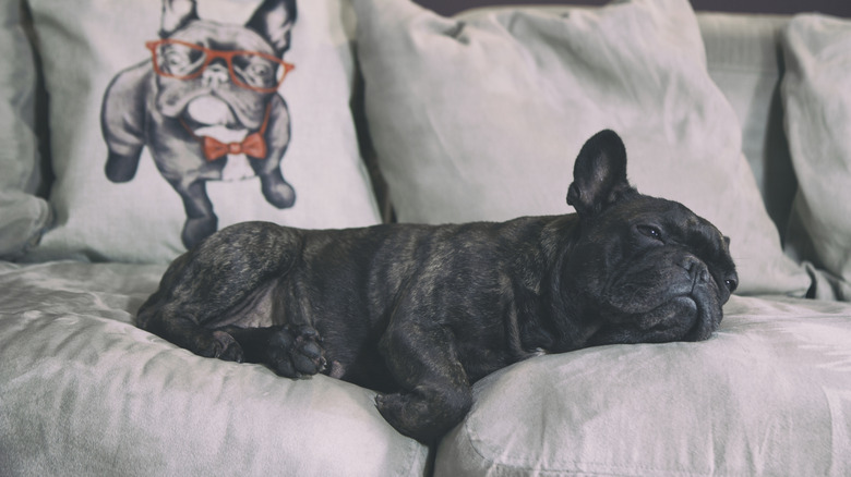 A French bulldog sprawled out on a couch