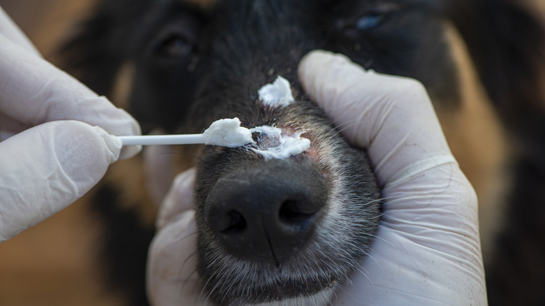 Close up shot of a dog receiving ringworm treatment on their nose