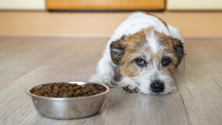 A tired looking terrier mix lies beside their bowl.