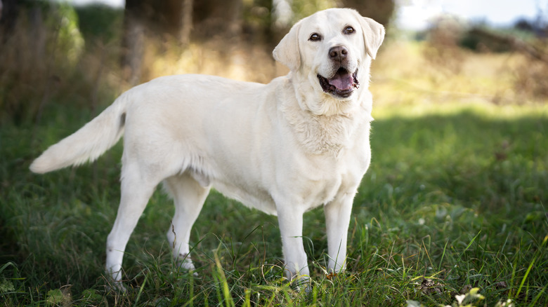 Labrador with mouth open