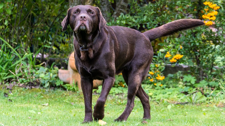 Walking labrador