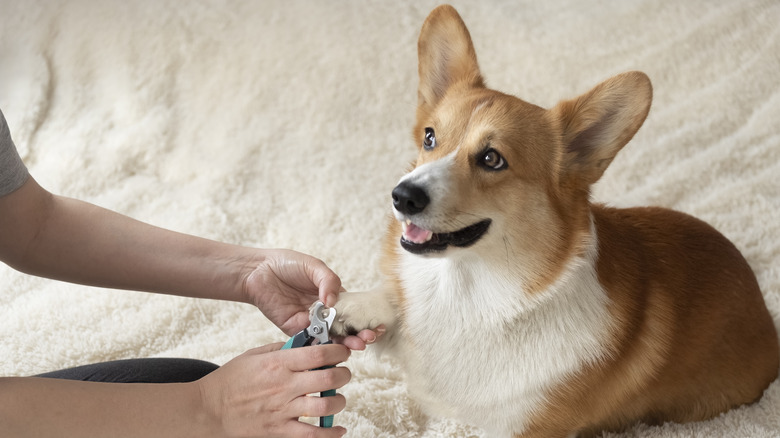 Corgi getting nails trimmed