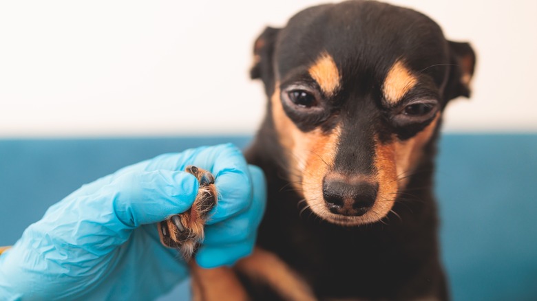 Dog getting nails trimmed