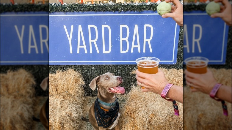 Person holding beer and tennis ball in foreground, dog in background