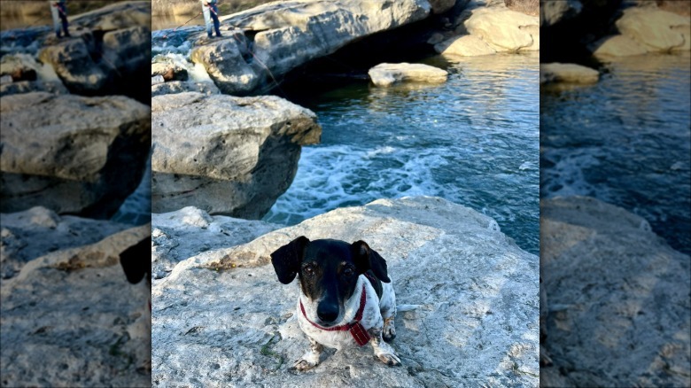 Dog on rock in front of water in McKinney Falls State Park