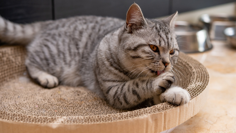 Gray cat sitting atop a cardboard cat scratcher