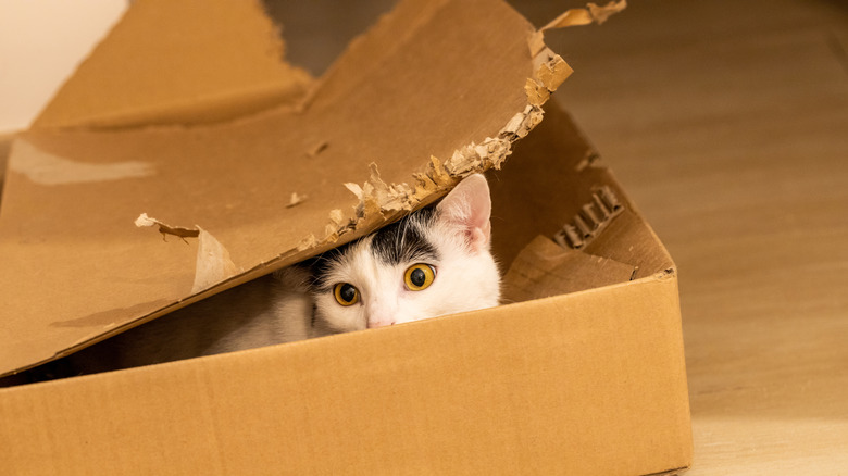 Domestic cat peeking out from cardboard box