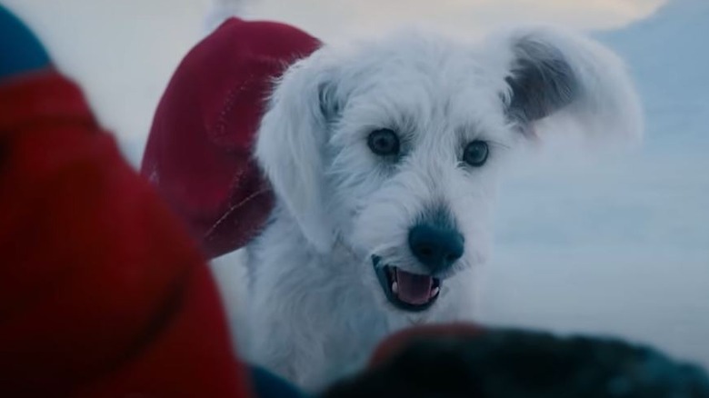 Krypto the Superdog in snow