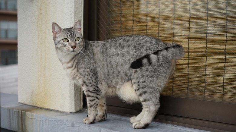 Egyptian mau cat outside