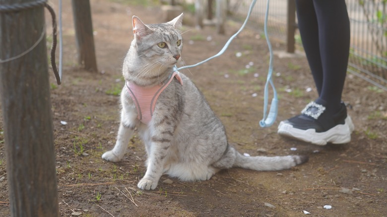 Egyptian mau walking with harness