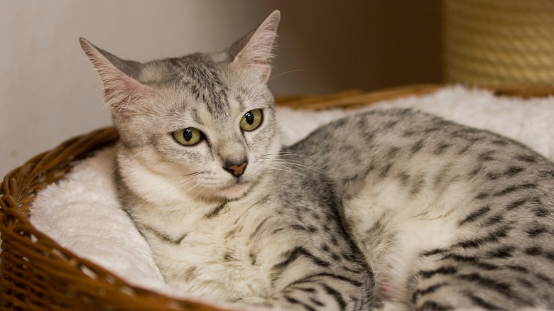 Egyptian mau in basket