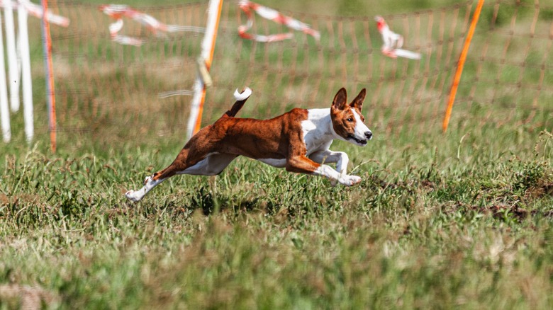 basenji running in a field