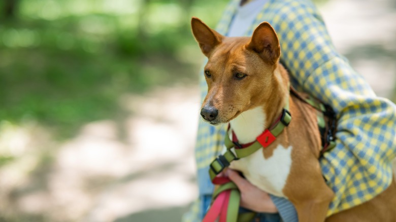 woman holding a basenji on a walk