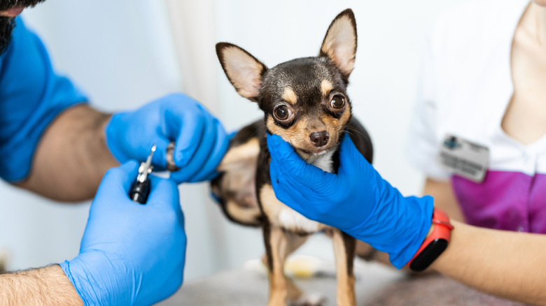 A Chihuahua getting its nails trimmed by vets