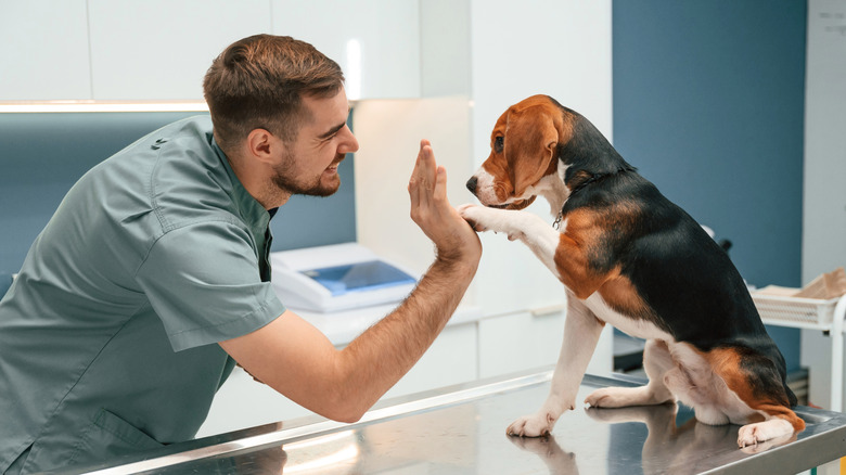 A veterinarian high-fives a beagle on an exam table