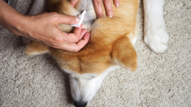 A pet owner applies a topical agent to their corgi to prevent ticks