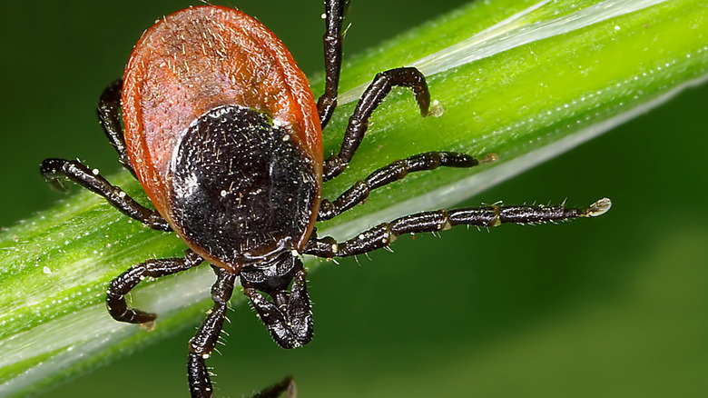 A close up shot of a tick in the wild