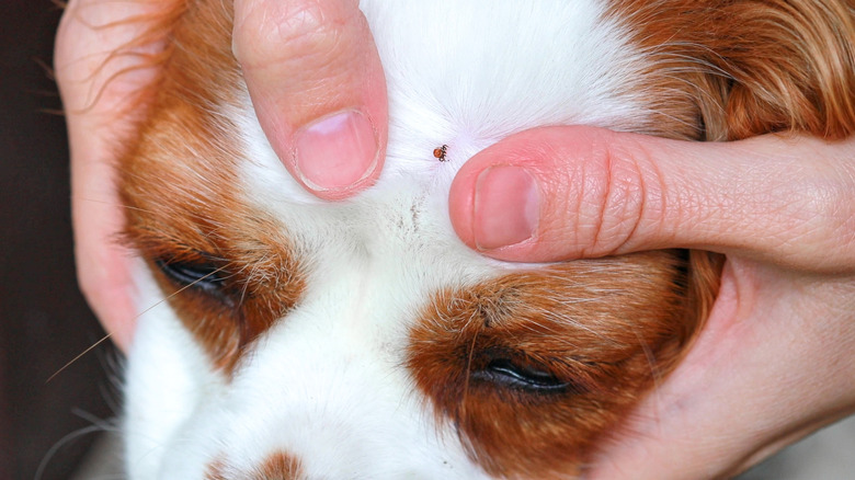 A dog's hair is parted to reveal a tick on their forehead