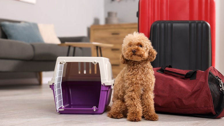 puppy sitting by luggage and a carrier