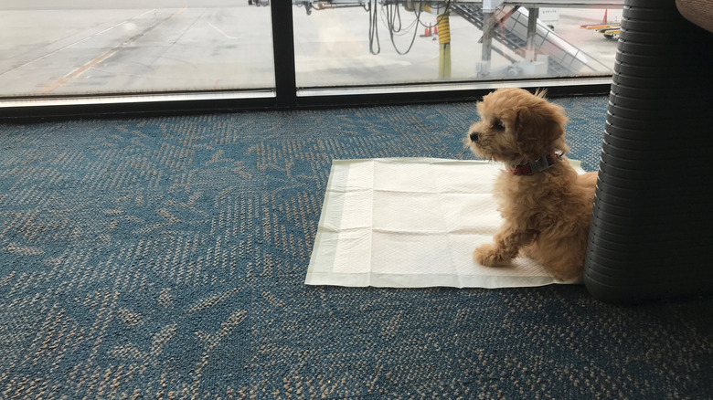 puppy sitting on a pee pad in airport