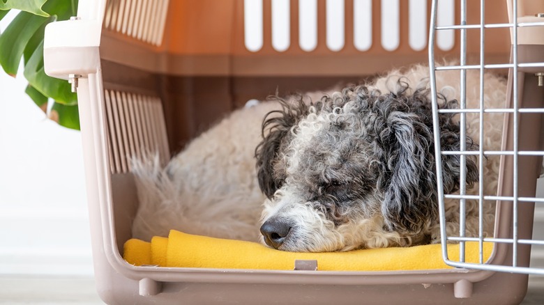 puppy sleeping in a carrier