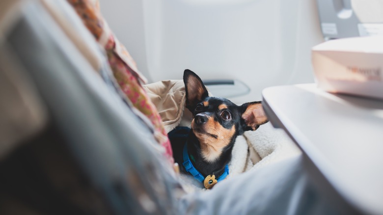 puppy in a airplane seat